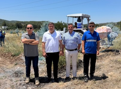 Zeytinler büyüyor Milas kazanıyor