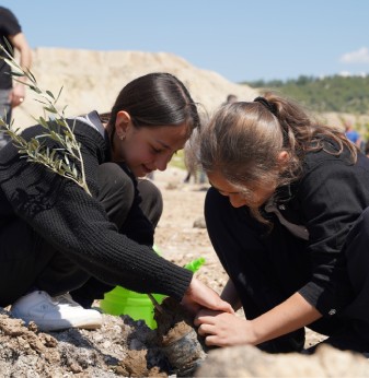 Taşınan her zeytin ağacı için yeni bir fidan: Milas’ta 4 bin fidan toprakla buluştu
