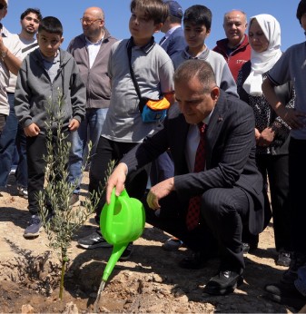 Taşınan her zeytin ağacı için yeni bir fidan: Milas’ta 4 bin fidan toprakla buluştu