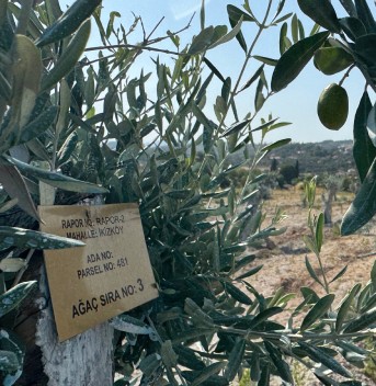 Zeytinde dünya literatürüne girecek başarı