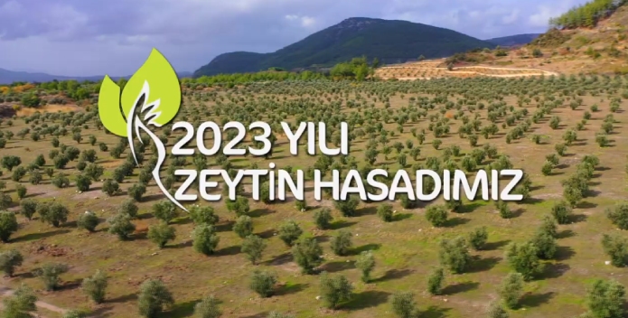 2023 Yılı Zeytin Hasadımız